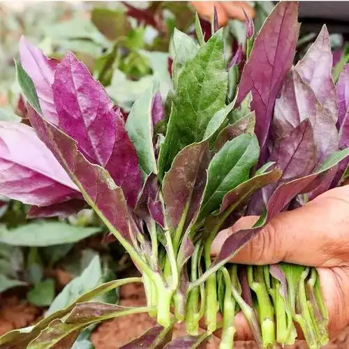 四川紫背菜 血皮菜新鲜背天葵观音菜嫩叶 2斤【图片 价格 品牌 报价】