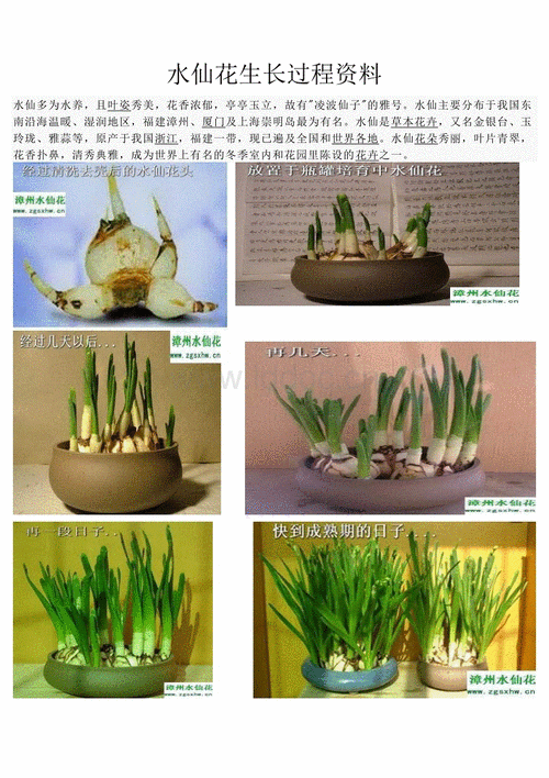 水仙花的生长记录表手抄报党的生日手抄报