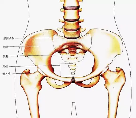 只有大腿外侧胯骨突出比较胖,你不是真胖,而是假胯宽