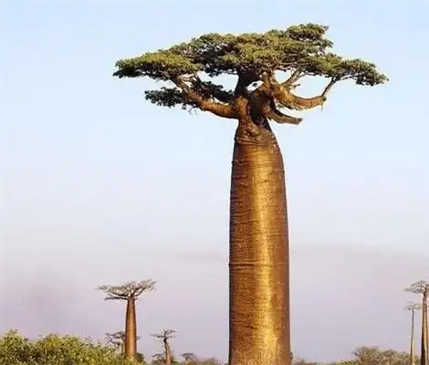 最粗的药用树——波巴布树,又叫生命树