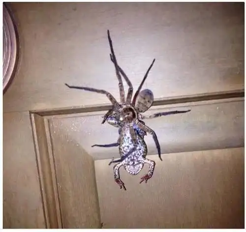 布里斯本一男子家惊现25cm大蜘蛛!