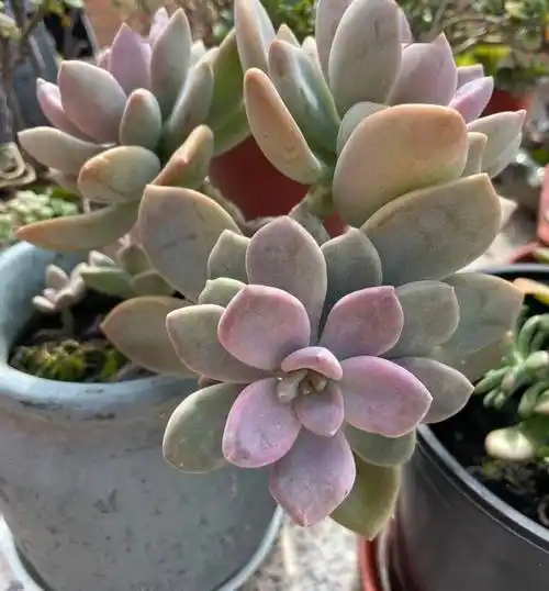 多肉"冬美人",养护很简单,一片叶子养到泛滥,还能变漂亮老桩_植物