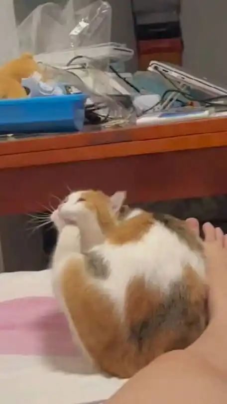 小猫挠痒痒呜呜呜呜呜呜呜可爱炸