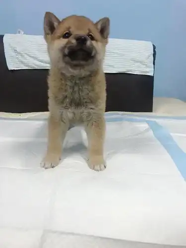 柴犬弟弟/双血统金毛免费找新家