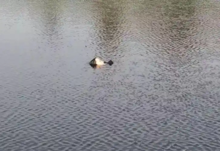 濮阳一女子跳河轻生瞬间只剩头部浮出水面危急之时