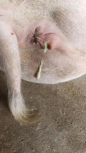 妊娠母猪水门流出的这是什么啊怀孕三个月