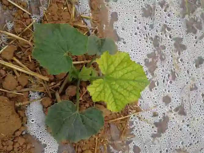 老师你好我的冬瓜苗移栽十天了开始正常但这几天有部分从叶心两三片叶