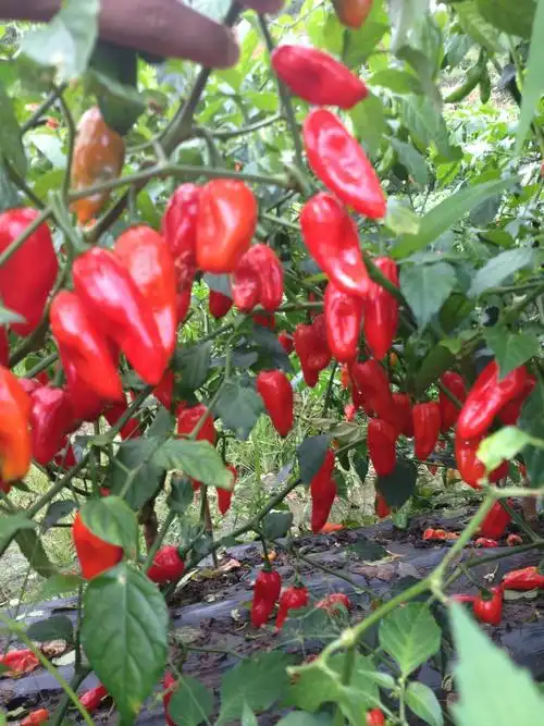 高辣度辣椒新品种明椒7号