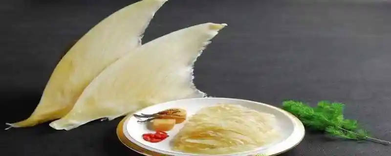 鱼翅是什么鱼身上的