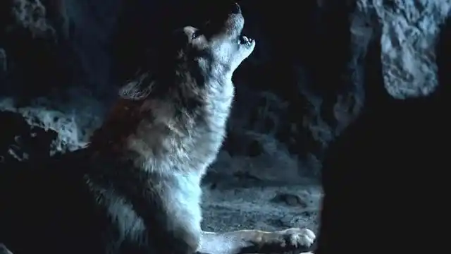 狼若回头,必有缘由,不是报恩就是报仇