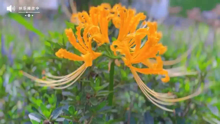 黄花石蒜忽地笑