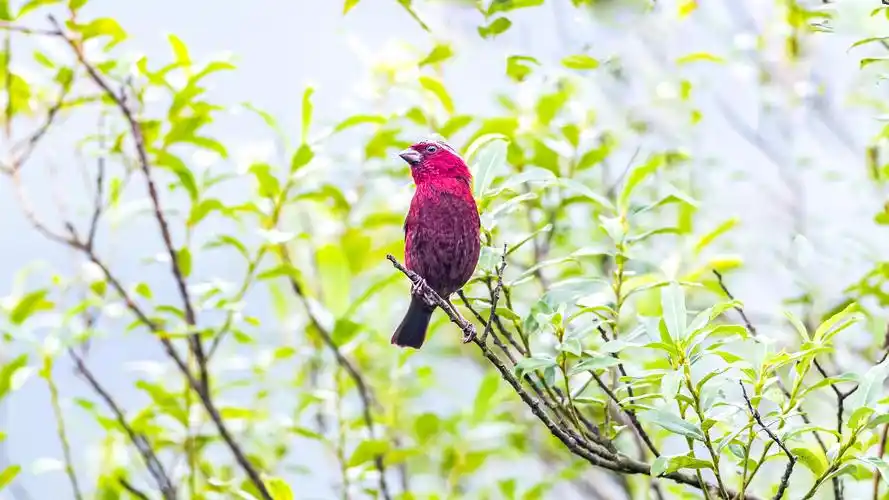 3,2021年8月11日在重庆市南川区金佛山国家风景名胜区拍摄的酒红朱雀