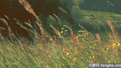 赞美小草的句子小草小草