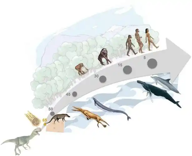 鲸类主要进化演变图