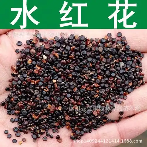 草花种子水红花种子水荭草子种子蓼实子红蓼种子1件1斤