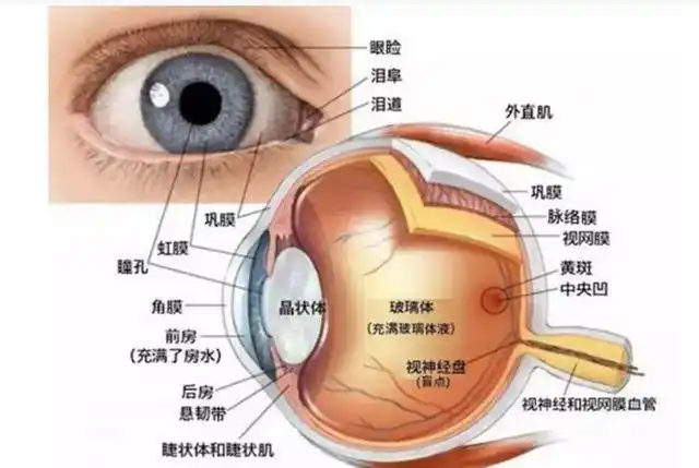 高达576亿像素占用大脑65的内存人类眼睛有多强大