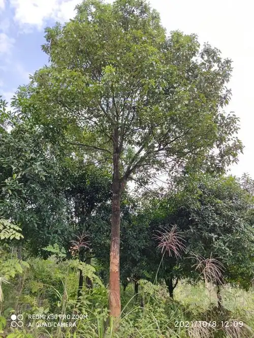 香樟树小叶樟红心樟