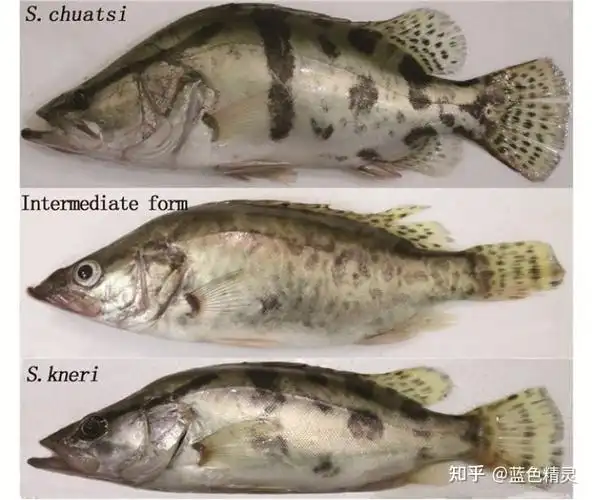 桃花流水鳜鱼肥