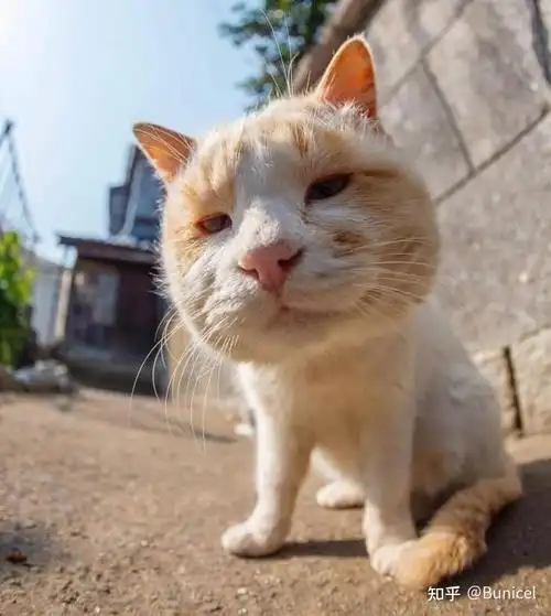 有没有猫的搞怪头像呢