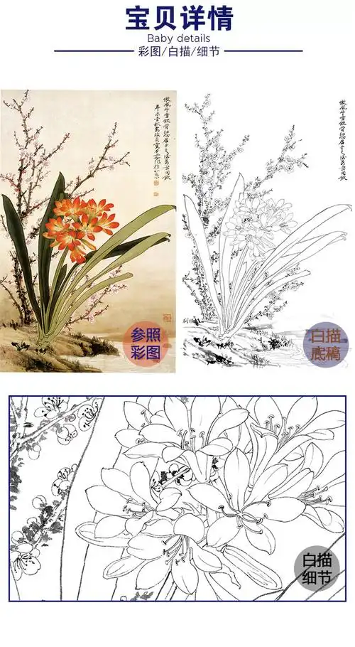 俞致贞竖幅工笔花鸟白描底稿兰花君子兰多种白描尺寸可选jv36