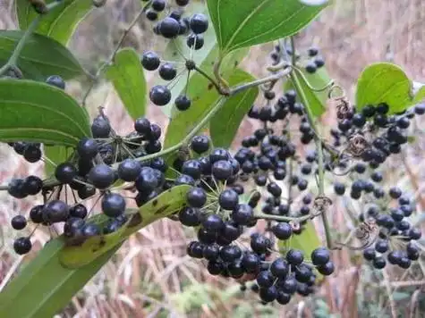 为百合科植物光叶菝葜的干燥根茎,其为多年生常绿攀缘状灌木,多生于