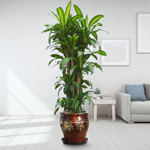 步步步步高高巴西铁绿植花卉盆栽大型室内北京大型绿植