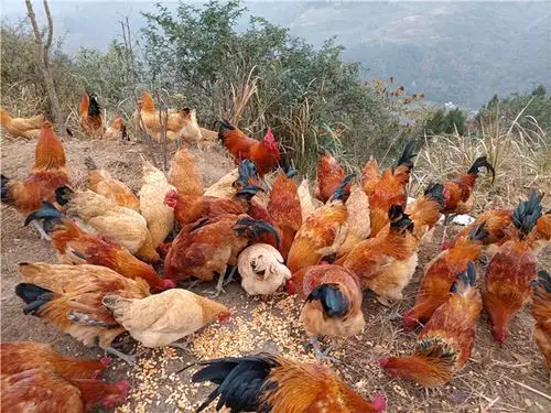 山野里,有一种风景叫散养土鸡