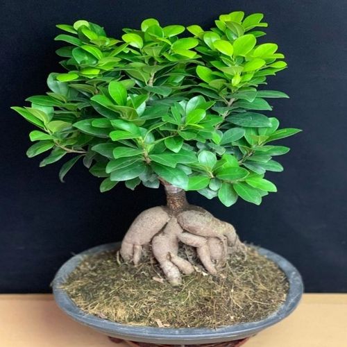 金钱榕盆栽绿植花卉大8字老桩造型s弯摇钱树植物小叶人参榕树盆景