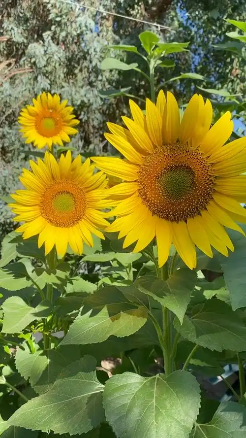 夏日一个平常的早晨看见向日葵好似感到少女的微笑还有一段回忆