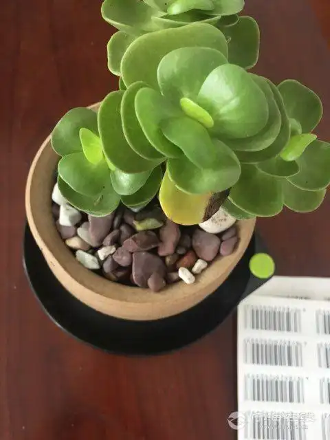 我家的金钱木部分叶子发黄及腐烂,有啥办法?