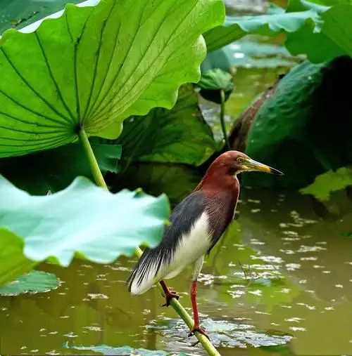 【池鹭鸟】～拍摄于深圳洪湖公园荷花池