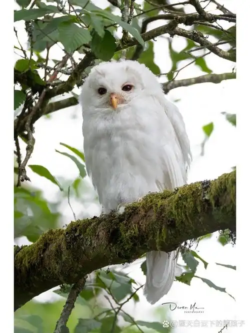 白色猫头鹰你见过吗?温哥华有一只.
