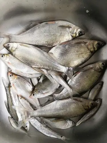 江鳊体型就是苗条…… - 钓鱼之家