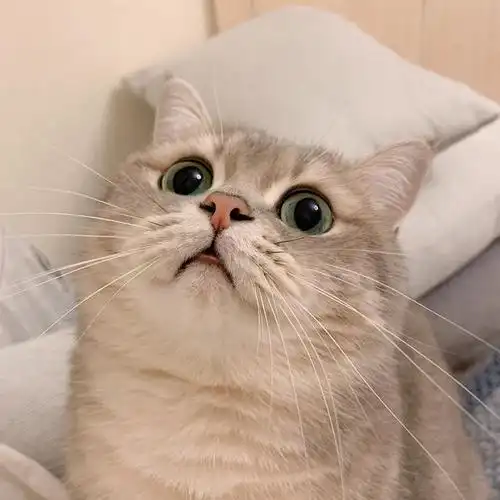 萌萌的小猫,开心每一天