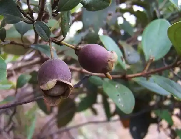 台山人山头的这种果子成熟了每一口都是童年回忆