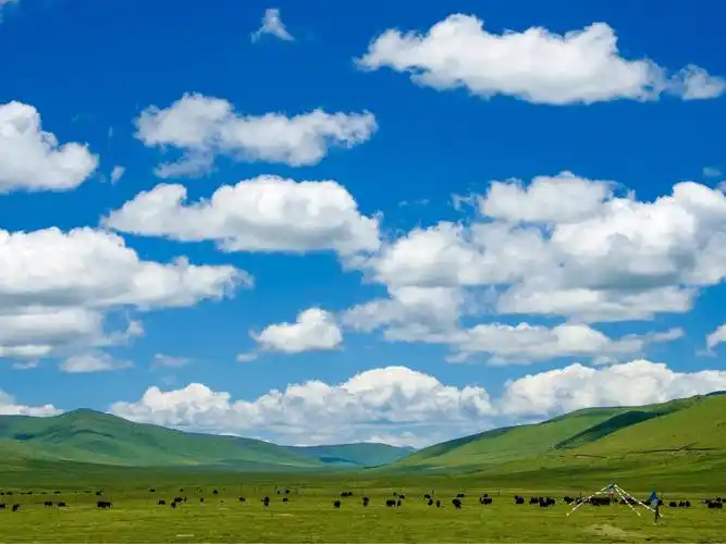 若尔盖草原:"瑰丽夺目的绿宝石,川西北高原的绿洲"