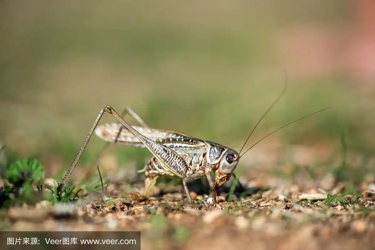 灰蚱蜢宏观选择焦点,拷贝空间