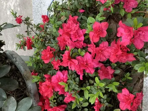 这些花儿真美丽呀!