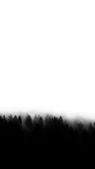 白色背景 壁纸 名片 鸟禽