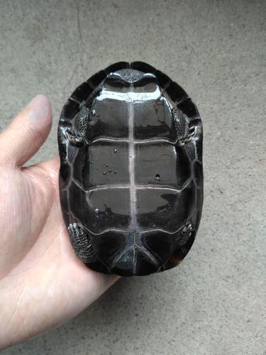 墨龟公草半墨背甲厘米中华龟苗乌龟活体5年龟