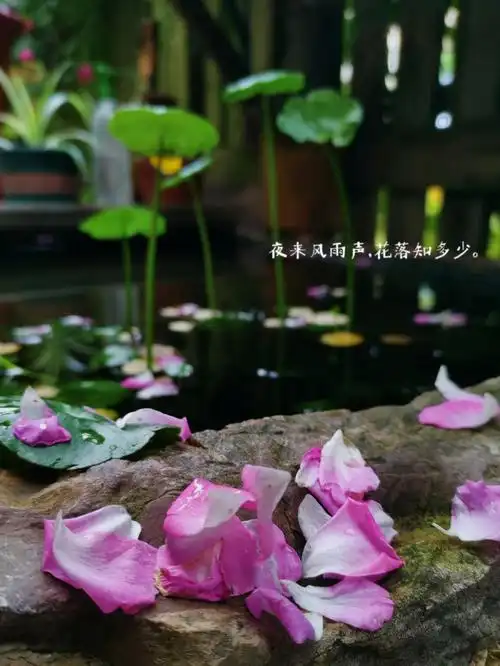 夜来风雨声花落知多少