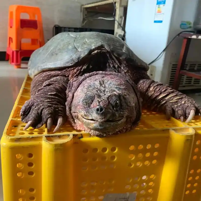 原种北美鳄龟   千军易得  一将难求  超级大头北美种公 - 抖音