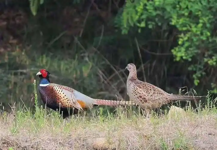 七彩山鸡成鸡养殖技术 2020七彩山鸡养殖技术管理