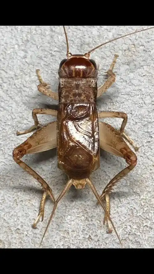 极品好蛐蛐,难得一见