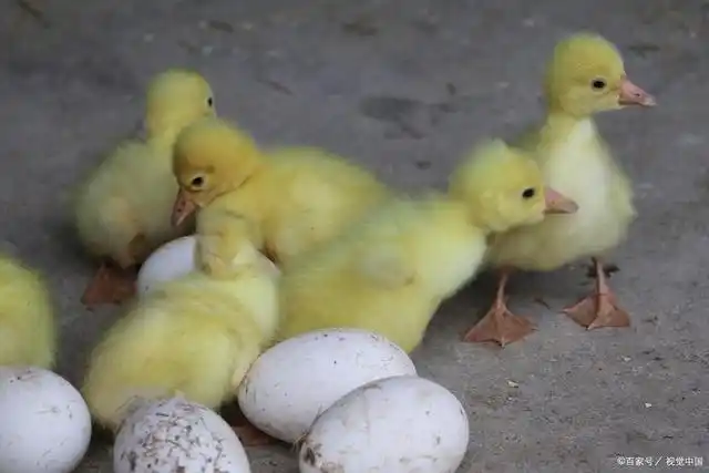 鹅宝宝的人生历练开始了,一个刺激又危险的世界等着它们