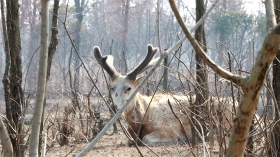 盐城大丰:麋鹿进入长茸期 生茸长角萌态尽显