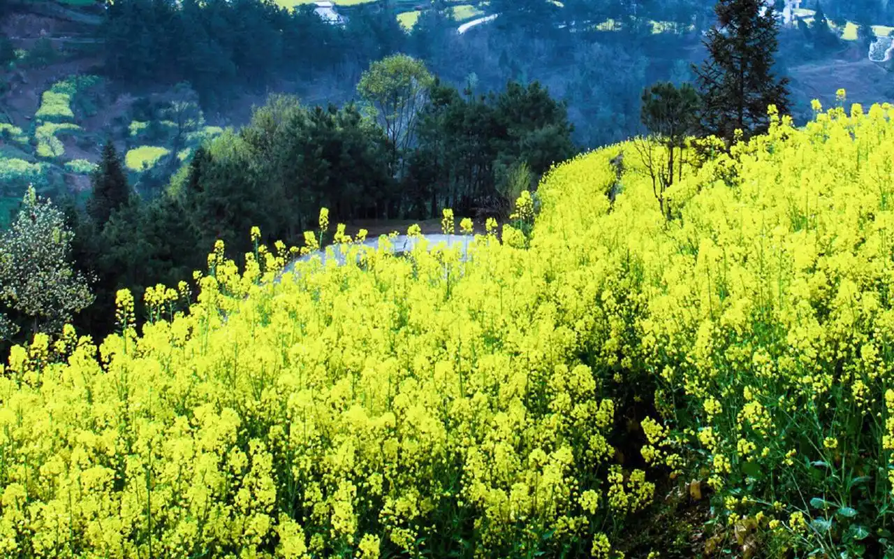 春季唯美油菜花风景图片桌面壁纸