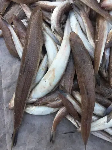 长蛇鲻有着较高的经济价值,也是我国主要经济鱼类之一,年产量较大.