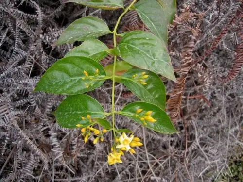 断肠草为何致命