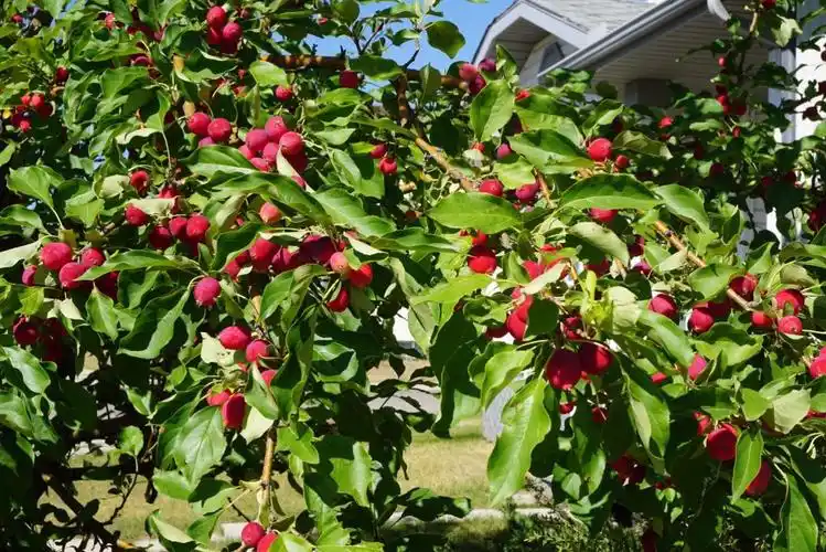 门前的crab apple树(山楂子)